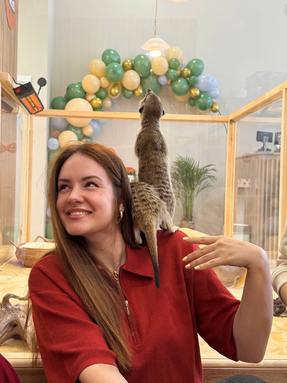 Милота: в Москве открылось кафе, где можно не только перекусить, но и пообщаться с сурикатами. Посетители в восторге от ласковых и дружелюбных зверьков. В такой компании можно забыть о стрессе и плохом настроении. После тяжёлого рабочего дня идём гладить сурикатов.