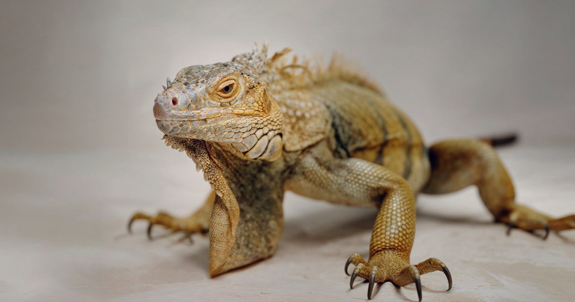 В Москве запустили спа для игуан и других рептилий Давно известно что Москва столица сервиса Здесь можно заказать кофе с овсяным молоком в три часа ночи маникюр для собаки и вообще все что угодно Теперь к этому списку добавился еще один пункт окончательно закрепляющий статус в элитных домах появились спа услуги для рептилий Речь не о метафоре игуаны хамелеоны и вараны официально вступают в эпоху осознанного ухода Пока их хозяева идут в бассейн фитнес или просто гуляют по собственному парку чешуйчатые жители квартир отправляются на процедуры теплые ванны деликатную чистку массаж и даже стрижку когтей Эту услугу запустил Sminex Рептилии питомцы не только эффектные но и требовательные И содержат их часто богатые владельцы так считают те кто запускал спа Рептилиям подавай УФ лампы правильный корм влажный воздух и регулярные купания Стоимость визита соответствующая от 22 тыс до 39 тыс рублей по системе все включено