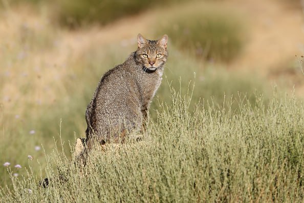В Новой Зеландии решили полностью искоренить диких кошек к 2050 году и внесли их как вид в список хищников от которых страна должна избавиться сообщил министр охраны природы страны Тама Потака передает The Guardian Государство включило диких кошек в программу Без хищников 2050 Predator Free 2050 Это первый случай внесения хищника в список с момента принятия стратегии в 2016 году Тогда в нее вошли пять основных видов хищников крысы горностаи хорьки ласки и опоссумы Диких кошек уже уничтожают в некоторых районах но теперь для них будут введены масштабные программы по искоренению На данный момент в стране насчитывается более 2 5 млн диких кошек которые наносят ущерб местной фауне включая уничтожение редких видов животных таких как пукунуи на острове Ракуира Стюарт и летучих мышей у горы Руапеху Фото Mario Cea VWPics Universal Images Group via Getty Images РБК в Telegram и MAX
