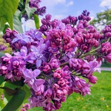 Аватар Телеграм канала: Московская афиша