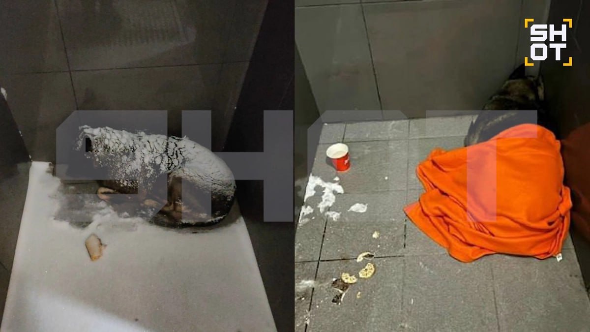 Россияне отменяют Додо Пиццу из за увольнения курьера укрывшего собаку пледом По данным SHOT работы лишился Михаил из Челябинска мужчина накрыл пледом в цветах компании дворняжку которая дрожала на холодной плитке у заведения в 20 градусный мороз Управляющая точкой Юлия решила избавиться от сотрудника пригрозив тем же всем кому жалко бездомное животное При этом в самой Додо Пицце утверждают что мужчину уволили не за заботу о животных а из за многократных опозданий и прогулов На фоне скандала тысячи клиентов Додо Пиццы отказываются посещать заведения пока ситуация не разрешится а в чёрном списке вместо Михаила не окажется сама Юлия Большой воронежский Подписаться И на всякий в Maх