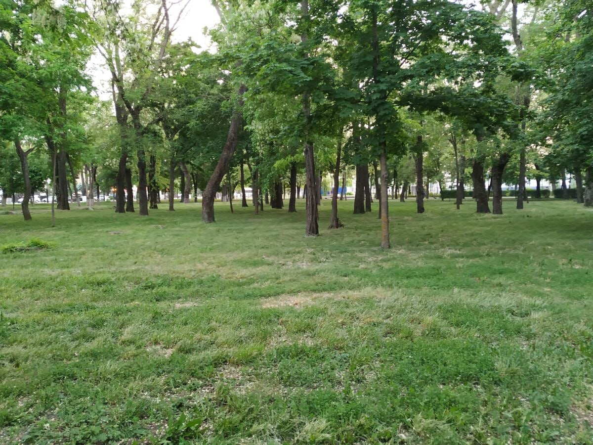 В Ростове на Дону весной на проспекте 40 летия Победы планируют вместо аварийных деревьев высадить молодые саженцы сообщает пресс служба администрации донской столицы Сейчас специалисты удаляют аварийные и сухие деревья которые могут упасть и угрожать прохожим и транспорту После завершения рубки в начале следующего года рабочие приступят к корчеванию пней Финальным этапом станет весенняя посадка нового молодого озеленения domostroyrf