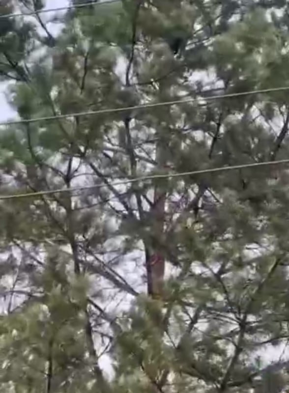 В Иркутской области живодёры сбросили маленького медвежонка с дерева. В соцсетях распространяются кадры, на которых видно, что компания мужчин занимается поимкой медвежонка, карабкающегося на дерево. Один из живодёров залез на сосну и сбросил животное с высоты. После взял медвежонка за холку и засунул в мешок. Дальнейшая судьба медведя неизвестна. Полиция уже начала проверку по факту жестокого обращения с животным и призывает участников видео явиться в ближайший отдел для дачи показаний