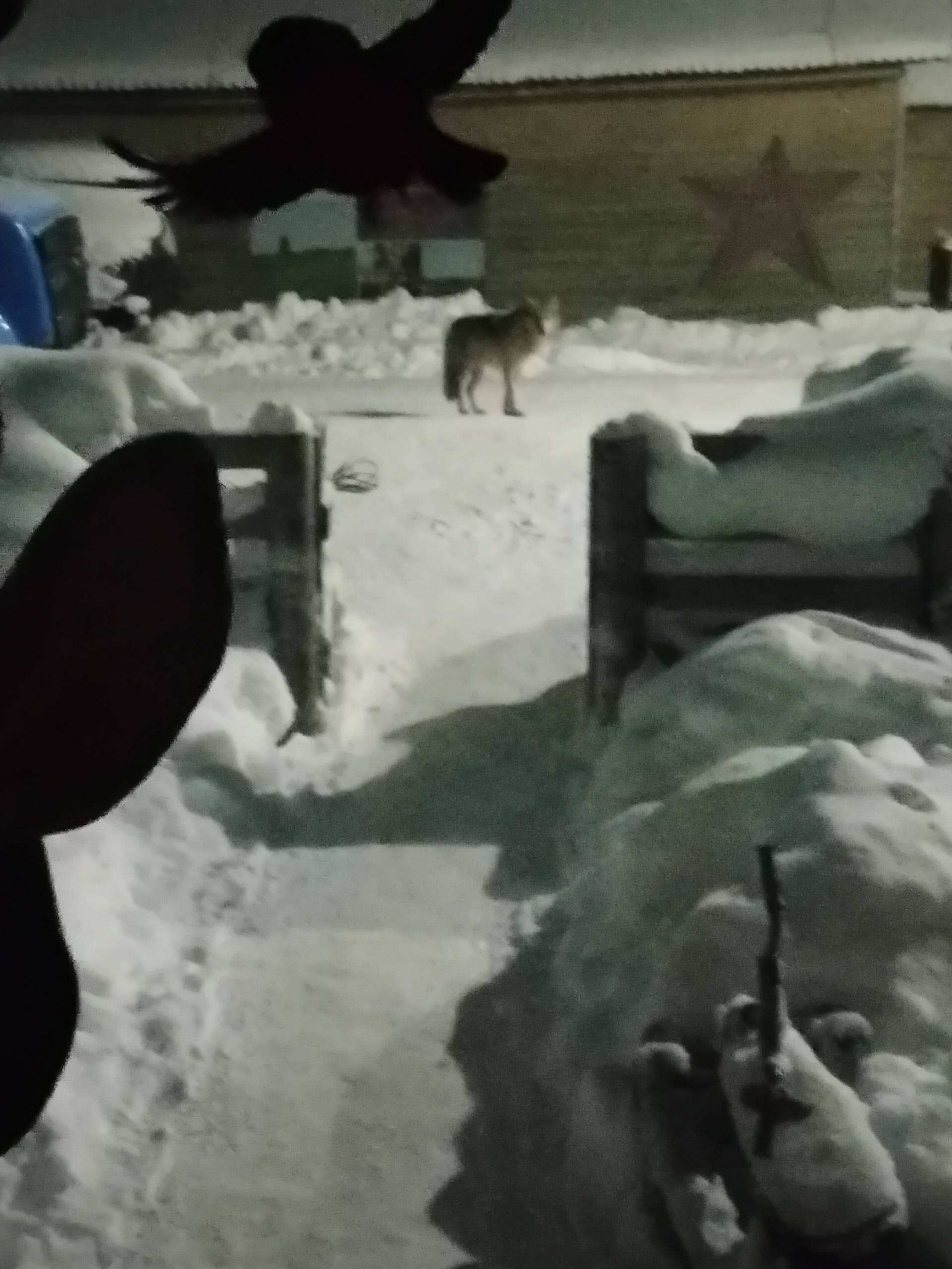 Волки продолжают следовать своему расписанию 16 февраля в 3 часа утра в д Кеслома Лешуконского района замечена стая из семи волков Серые хищники вышли к людям в поисках доступной пищи Напомним о правилах безопасности при встрече с волком 1 Не отпускать собак с поводка во время прогулки 2 В тёмное время закрывать всех домашних животных дома 3 Убрать все мусорные кучи МЧС рекомендует в целях безопасности не отправлять детей гулять в тёмное время суток в одиночку Передвигаться по тёмным улицам рекомендуется группами в сопровождении мужчин При встрече с волком не бежать а постараться напугать хищника фальшфайером громким звуком О встрече с хищником необходимо сообщить об этом в Единую дежурно диспетчерскую службу по номеру 112 Информацию о фактах нахождения хищных животных в городской черте или на дачных участках также рекомендуется сообщать в управлении лесничествами по электронной почте lesupr bk ru Берегите себя Фото