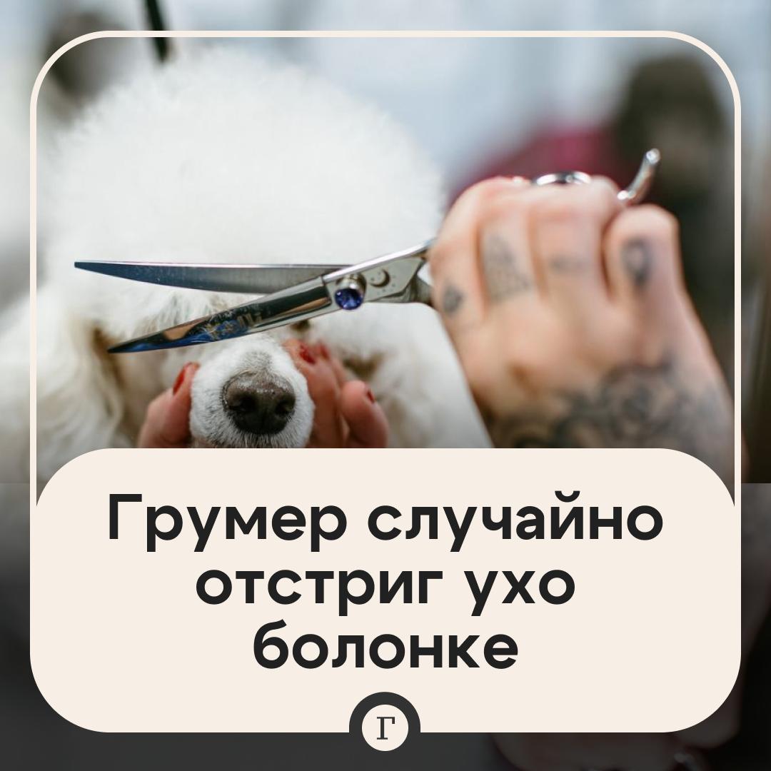 Собака осталась без части уха после груминга. Хозяйка привела свою мальтийскую болонку в московский салон «Собака-барабака». Женщина рассказала, что процедура затянулась, а собака во время нее громко скулила. После этого ей вернули окровавленную любимицу. Грумер заявил, что случайно проткнул сосуд и долго не мог остановить кровь, залепил ухо глиной. Но дома владелица убрала глину и обнаружила, чтоб у собаки нет кусочка уха. Женщина планирует обратиться в полицию. — Пусть собачка выздоравливает