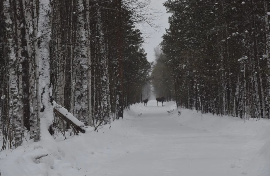 Семья лосей попала в объектив омского лесного инспектора Специалист встретился с парнокопытными в Седельниковском районе Об этом рассказали в Управлении по охране животного мира региона Лоси особенно осторожны но постепенно привыкают к моему присутствию Застать лосиное семейство в кадре большая удача Инспектор заботливо шутит что к нему выстраивается очередь на семейные фотосессии Наш Седельниковский район это особое место на севере Омской области Представьте себе более 60 территории покрыто лесами где соседствуют береза осина а на возвышенностях величественные сосновые и еловые боры В этих лесах обитает удивительное разнообразие животных соболи бобры белки куницы лисы зайцы Недавно позировала медведица с медвежатами такие моменты особенно ценны ведь теперь охота на медведя на берлоге запрещена А вам нравятся фотографии дикой природы да это необычайная красота   нет мне больше нравится урбанистический пейзаж Будьте в курсе даже офлайн NGS55 в MAX