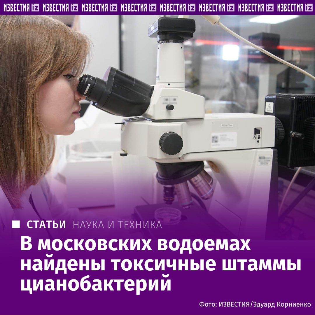 Ученые выявили в московских водоемах штаммы цианобактерии Microcystis aeruginosa синтезирующих токсичные соединения опасные для печени Массовое размножение этих микроорганизмов так называемое цветение воды приводит к накоплению в водоемах токсинов что может представлять угрозу для здоровья животных и человека Полученные данные указывают на необходимость регулярного контроля количества этих микробов а также регулярной аэрации водоемов рассказали специалисты Как цианобактерии могут попасть в организм и какие меры позволят от них избавиться в материале Известий IZ RU в Telegram в MAX