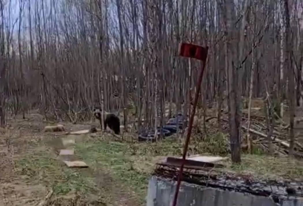 Жители Вуктыла сообщили о гуляющих в городе медведях В соцсетях местные жители активно делятся фото и видео лесных гостей, которые встречались людям на днях. Фото и скрины: «Вуктыл Today»