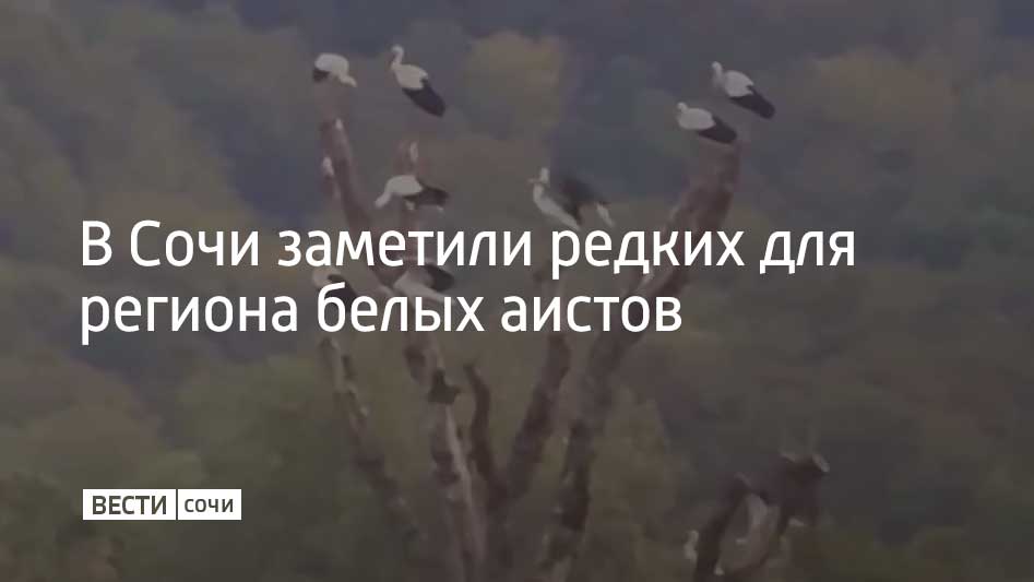 Птицы остановились отдохнуть после длительного перелета. Пернатые летят на зимовку, отметили в Сочинском географическом обществе.  По словам ученых, очевидцы в селах Галицыно и Лесное наблюдают молодых особей, которые летят в теплые страны самостоятельно впервые. Птицы выбирают для отдыха высокие деревья и крыши домов.  Белый аист зимует в странах Африки. Во время сезонной миграции, добавили в СГО, эти птицы предпочитают не летать над морем, выбирая сухопутные маршруты.
