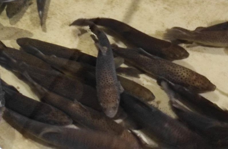 На Онежском рыбоводном заводе в Архангельской области обновляют оборудование На Онежском рыбоводном заводе на днях выпустили в реку очередную партию мальков кумжи Перспективы развития рыбзавода обсуждались во время рабочей поездки заместителя председателя правительства Архангельской области Игоря МУРАЕВА в Онежский округ Сейчас на предприятии идёт обновление оборудования