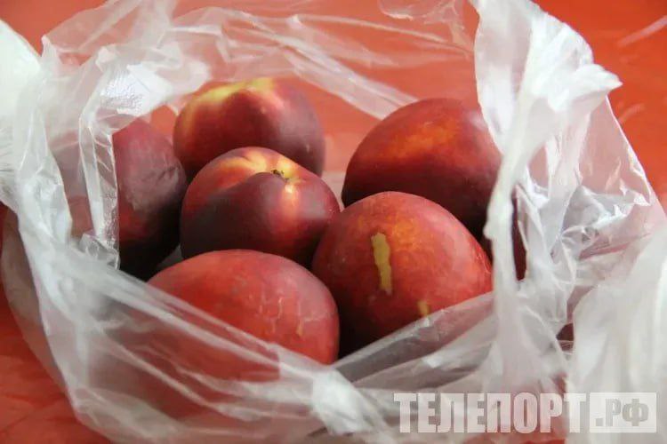 Тонны зараженных нектаринов не пропустили в Россию фрукты будут уничтожены 18 августа на пункт пропуска Кани Курган из Китая прибыла партия нектаринов массой 6 тонн Оказалось что фрукты заражены карантинным объектом Как рассказали в пресс службе управления Россельхознадзора по Амурской области и Республике Саха Якутия инспекторы отобрали образцы нектаринов и направили их в лабораторию Амурского филиала ФГБУ НЦБРСП Там специалисты выявили персиковую плодожорку Carposina sasakii Matsumura насекомое присутствовало во фруктах в живом виде Россельхознадзор не пропустил партию фруктов Зараженная продукция будет уничтожена по выбору собственника как того требуют международные правила Плодожорка это небольшая бабочка из семейства садовых молей она считается опасным карантинным вредителем Насекомое повреждает плоды самых разных диких и культурных растений семейства розоцветных Персиковая плодожорка ограниченно распространена на территории России Она повреждает яблоки груши айву персики абрикосы сливы вишни боярышника кизил шиповник рябину и китайский финик После этого фрукты уже непригодны для употребления Если плодожорка начнет распространяться она может уничтожить до 90 урожая ТЕЛЕПОРТ РФ здесь все об Амурской области Написать нам