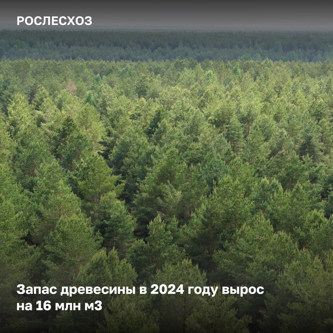 В прошлом году запас древесины в России достиг отметки 82,3 млрд м3.     По данным государственного лесного реестра  ГЛР  в России прирост отмечается ежегодно, в том числе благодаря лесовосстановительным работам и обновлению материалов лесоустройства.  «Россия традиционно занимает первое место в мире по площади лесов – 1,189 млрд га и второе место по запасу древесины, уступая в этом показателе лишь Бразилии. У нас ежегодно растут, как и площади восстановленных лесов, так и запас древесины. Если говорить об основных лесообразующих породах, то первое место здесь традиционно занимает лиственница – 28,1% от общей площади всех пород деревьев, затем идет сосна – 19,2%, береза – 16,4%, ель – 12,6% и кедр 9,2%», - сказал замглавы Рослесхоза Вячеслав Спиренков.   Где в 2024 году произошло увеличение запаса насаждений:   - в Архангельской области - на 101,5 млн м3; - Республике Саха Якутия  на почти 83 млн м3; - Удмуртской Республике на 41,5 млн м3;  - Свердловской области на 20 млн м3;  - Хабаровском крае на 16,5 млн м3.   ⌛  Топ-5 регионов России с наибольшим запасом древесины:  - Красноярский край – 11,2 млрд м3;  - Иркутская область – 8,4 млрд м3;  - Республика Саха  Якутия  – 8,3 млрд м3;  - Хабаровский край – 4,9 млрд м3; - Ханты Мансийский автономный округ – Югра – 3,1 млрд м3.