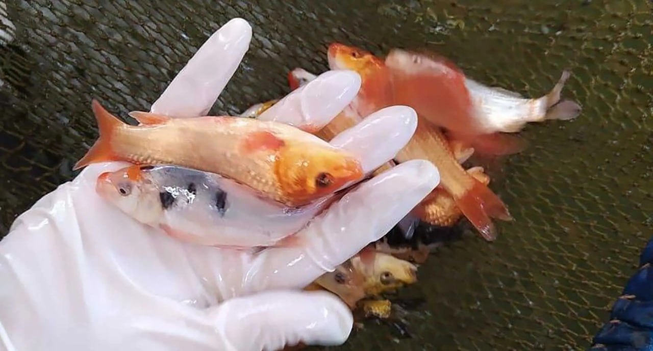 В Дубне выпустили более 3 5 тыс мальков рыб в Иваньковское водохранилище Свыше 3 5 тыс мальков сазана выпустили в Иваньковское водохранилище в подмосковной Дубне Мероприятие направлено на сохранение популяции ценных видов рыб сообщает пресс служба Министерства сельского хозяйства и продовольствия Московской области В конце октября в Иваньковское водохранилище расположенное на границе Московской и Тверской областей было выпущено более 3500 мальков сазана Мероприятие по зарыблению прошло под строгим контролем государственной ветеринарной службы Подмосковья говорится в сообщении Пресс служба министерства отмечает что сазан играет ключевую роль в экосистеме Иваньковского водохранилища и связанных с ним рек поэтому его воспроизводство имеет большое значение для поддержания природного баланса Водохранилище является одним из крупнейших водоемов Московского региона Фото Министерство информации и молодежной политики Московской области сделановроссии Подписывайтесь на Сделано в России