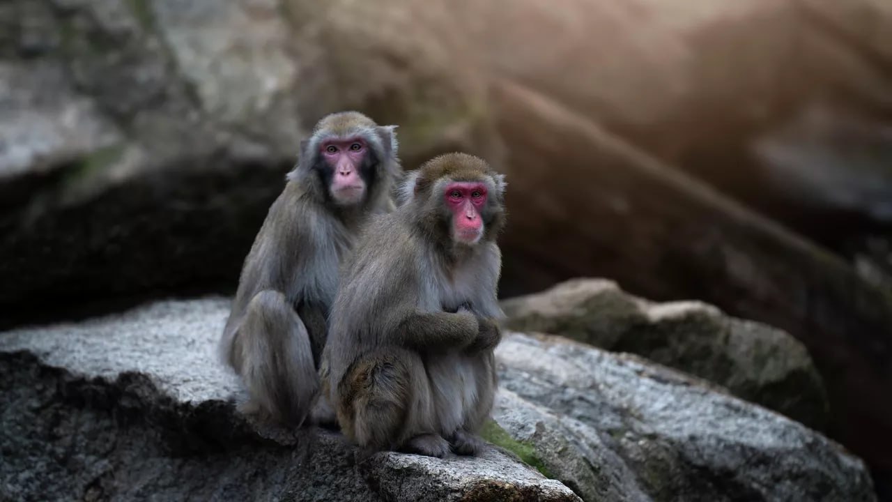 Крупнейший зоопарк Италии подарил японских макак зооцентру в Ростовской области Он находится недалеко от города Шахты Там примут 24 особи из Bioparco di Roma который расположен в Риме По словам директора российского зоопарка Элеоноры Моргуновой переговоры с итальянцами шли чуть меньше года Сейчас животные находятся на карантине и проходят обследования перед выпуском в вольер Планируется что новая экспозиция откроется в конце декабря Она рассказала что был построен огромный тематический вольер согласно требованиям к содержанию обезьян Специальные температурные условия японским макакам не нужны они могут комфортно жить даже на морозе но все же для них сделали отдельное помещение передаёт РИА Новости Подписаться на Говорит Москва Telegram VK MAX