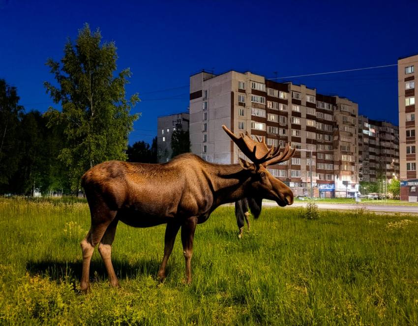 Лось забрел ночью в ЖК «Колизей» в Кировском районе Как в черте города оказался дикий зверь — загадка. События по-волгоградски #по_волгоградски