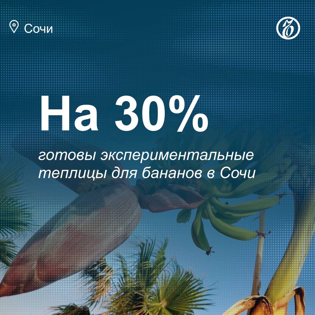 Строительство теплиц для бананов на территории КФХ «Ачигварское озеро» идет в плановом режиме. Сейчас готовность объектов составляет не менее 30%, угроз срыва сроков строительства и закладки плантаций нет, рассказал «Ъ-Сочи» генеральный директор АНО «Академия развития субтропического сельского хозяйства», председатель общественного движения «Российские субтропики» Андрей Платонов. «На данный момент все идет по графику. Пока угрозы срыва закладки данных теплиц и плантаций нет»,— отметил господин Платонов. Площадь каждой теплицы составит около 500 кв. м. Первый урожай ожидается к концу 2025 года — началу 2026-го. По предварительным расчетам, розничная стоимость отечественных бананов составит порядка 120–140 руб. за 1 кг при себестоимости около 50–80 руб. #ЪУзнал
