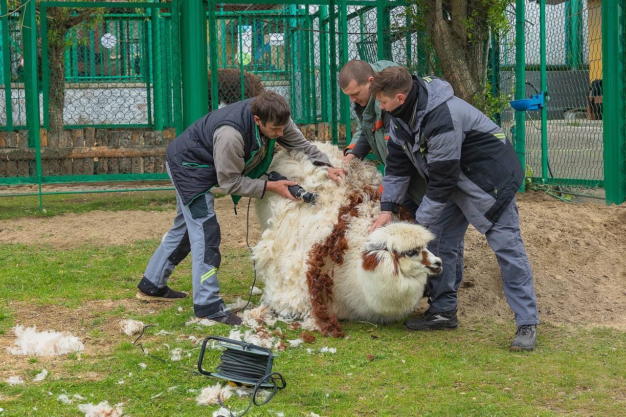 Альпак постригли в парке «Роев ручей» Шерстяных красавцев привели в порядок к лету. Без стрижки, делятся в парке, животные могут перегреться – ведь длина шерсти у альпак может достигать 20 см. «Сходил в этот ваш как его барби шоп» Фото: парк «Роев ручей» Красноярск
