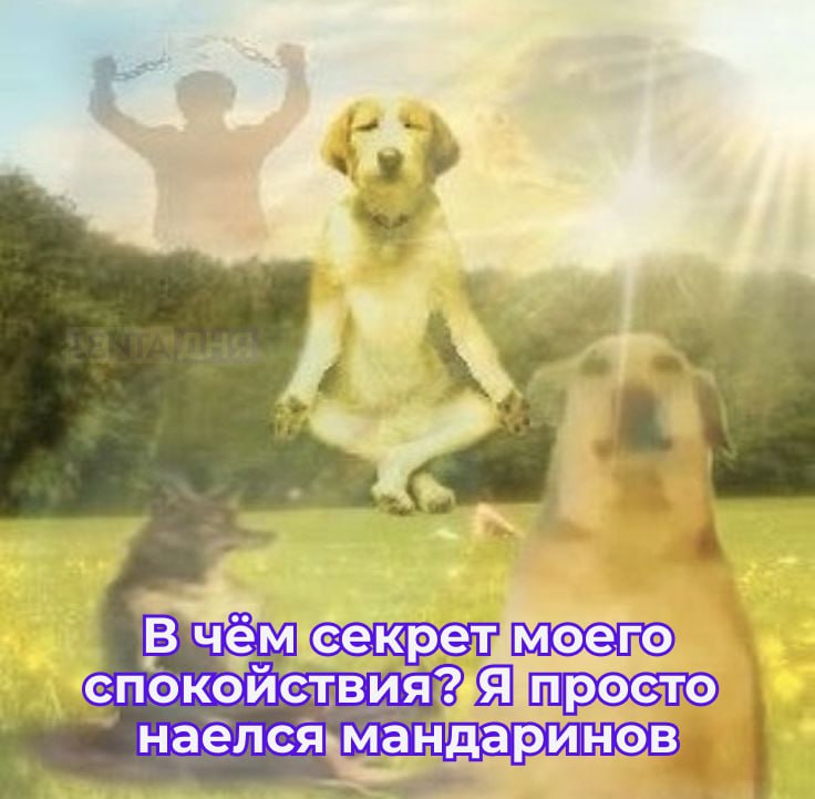 Прогулки и мандарины помогут восстановить нервы за праздники Достаточно прогуляться всего один час чтобы избавиться от напряжения и разгрузить нервную систему заявляют врачи Ещё в восстановлении поможет ароматерапия Медики рекомендуют добавить в аромалампу эфирное масло лаванды бергамота или мандарина и подышать несколько минут Также на организм хорошо влияют тёплые ванны с морской или магниевой солью Они расслабляют мышцы и помогают заснуть Подпишись на Ленту дня MAX ТГ