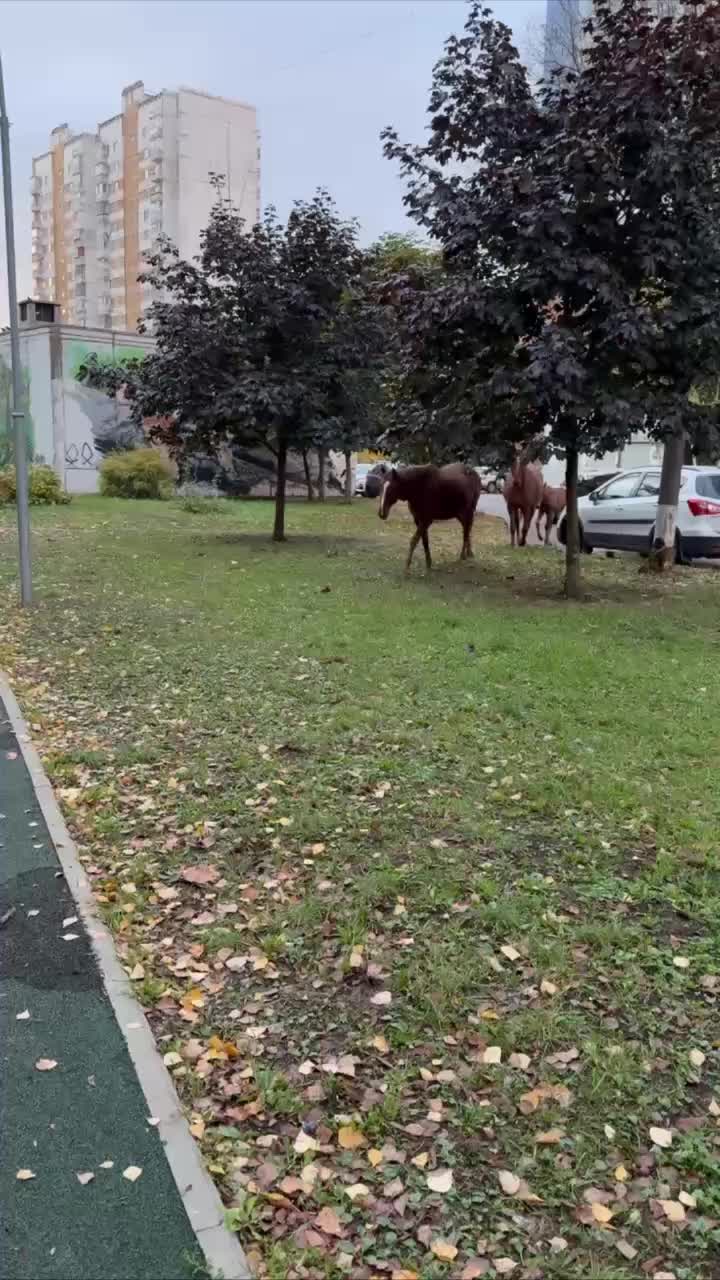 Беспризорные лошади замечены в поселке Развилка
