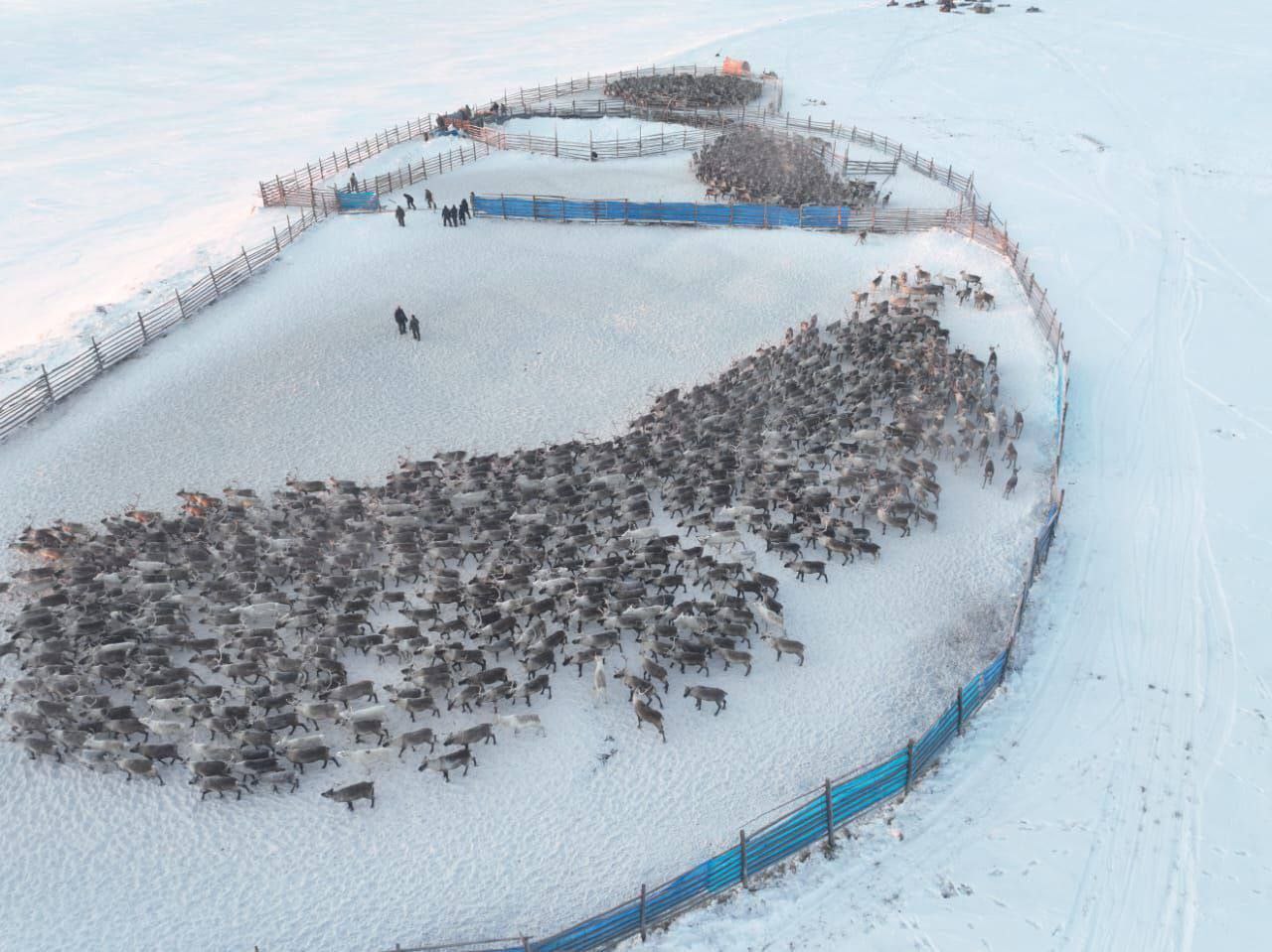 В тундровой зоне Якутии проводят осеннюю корализацию оленей Специалисты управления сельского хозяйства совместно с ветеринарами и оленеводами проводят маркировку вакцинацию и выбраковку животных для формирования товарного стада ulusmedia Читайте нас в MAX