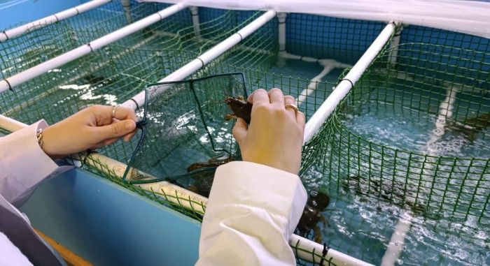 В Ростовской области специалисты Азовского НИИ рыбного хозяйства начали выращивать длиннопалых раков в искусственных условиях. Технология может быть востребована компаниями, специализирующимися на аквакультуре. Об этом сообщили представители АзНИИРХ. В АзНИИРХ пояснили, что длиннопалые раки в природе обитают, в том числе, в донском регионе. Их ареал включает, кроме юга, европейские регионы РФ, Урал, Сибирь. Длиннопалые раки также обитают в Восточной Европе. В том числе, в Сербии, Болгарии. Тем не менее, на юге РФ его добывают в природе в относительно небольших объемах. В АзНИИРХ удалось добиться нереста раков в искусственных условиях. В том числе, в емкостях, созданных специалистами НИИ. Особое внимание специалисты уделили кормлению. По словам представителей НИИ, успешно рекомендовали себя специальные искусственные корма. Они значительно удешевляют процесс выращивания ракообразных. Подписаться на «Эксперт Юг»