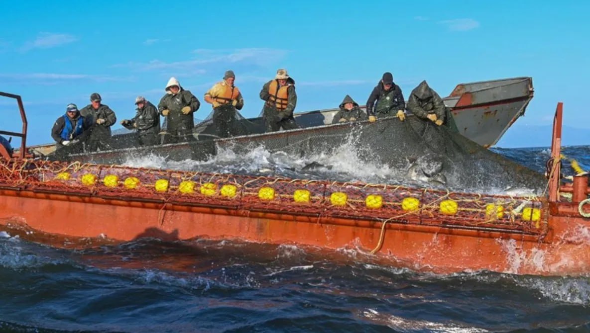 ⏺  Рыбакам Хабаровского края разрешили дополнительно добыть 1000 тонн горбуши  В Хабаровске состоялось заседание комиссии по регулированию добычи анадромных видов рыб, на котором решили, что рыбопромышленникам Хабаровского края можно дополнительно добыть 1000 тонн горбуши в Татарском проливе на участке от Советской Гавани до границы с Приморским краем.   С начала июня на этом участке рыбопромышленники выловили 544 тонны рыбы. В Татарском проливе лососевая путина началась в самом начале июня. Ученые прогнозируют, что рыбаки Хабаровского края добудут в этом сезоне более 36 тысяч тонн лосося разных пород.   Добыча пока ведется только в Татарском проливе, а в Охотском море она начнется с 1 июля.     Подписаться     Прислать Новость