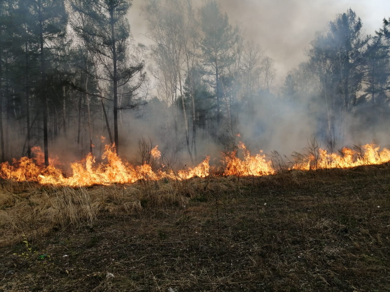 К пожароопасному сезону начали готовиться в лесничествах ЕАО В ЕАО специалисты лесного хозяйства приступили к масштабной подготовке сил и средств для борьбы с природными пожарами Весь комплекс профилактических работ планируют завершить до начала опасного периода 2026 года Для сотрудников уже закупили новые комплекты специальной защитной одежды Современная экипировка обеспечит личную безопасность бойцов при выполнении сложных задач в лесных массивах Подробнее читайте по ссылке   riabir ru 477311