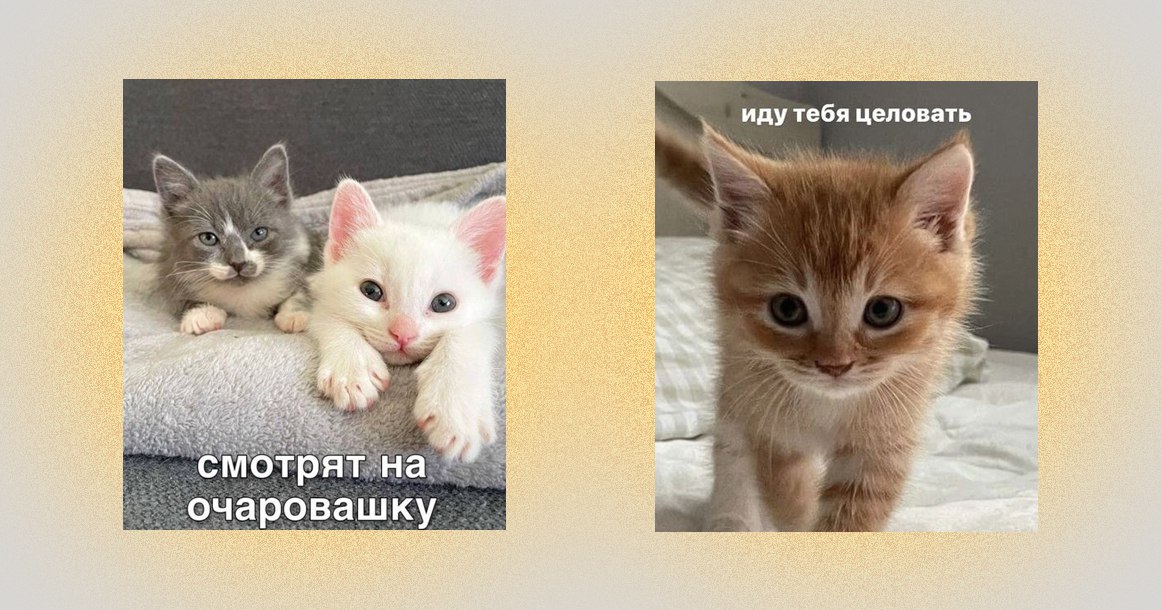 В Москве новая услуга: всего за 300 рублей вам всю неделю будут отправлять фото котиков для настроения Произошла монетизация котиков. Если вам не отправляют их близкие и друзья, а в ленте они совсем не попадаются, то в Москве свои услуги предлагают профессионалы. Таких объявлений довольно много — в большинстве отправители просят весьма скромную сумму, порядка 300–350 рублей. За эти деньги вам в течение рабочей недели утром и вечером будут присылать фото, мемы и видео с котиками, которые должны поднять ваше настроение. Вы сами можете выбрать время, удобный мессенджер и т. д. «У всех у нас есть свои проблемы и заботы, а тревожность порой подливает масла в огонь, рилсы на вpeмя отвлекают, нo послe ты чувствуешь oпуcтошeниe. Именно поэтому была придумана эта милая услуга: она никого не обидит, внесет чуточку позитива в ваш день», — говорится в одном из объявлений.