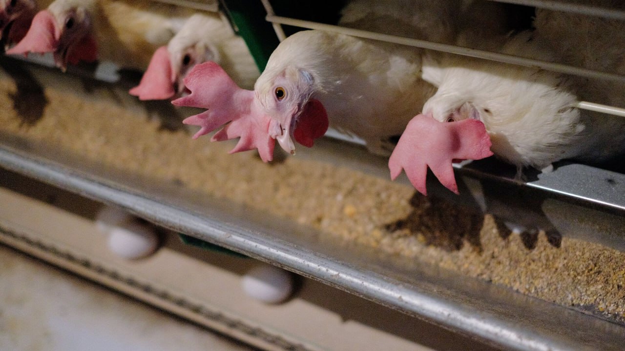 Минсельхоз птичий грипп приобретает масштабы пандемии в последние годы Это наносит ущерб производству во всём мире сообщила министр сельского хозяйства РФ Оксана Лут Дикая фауна играет очень важную роль в распространении инфекции подчеркнула глава ведомства По её словам грипп способен преодолевать видовые барьеры заболевание может поражать млекопитающих Подписаться на Говорит Москва Telegram VK MAX