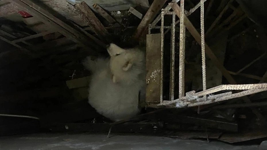 Самоедский шпиц провалился в смотровую яму в одном из гаражей на улице 1-й Кольцевой Спасателей вызвала хозяйка пса. Оказалось, что Ральф во время салюта испугался выстрелов, сорвался с поводка и рванул по улице, после чего угодил в яму. Усилия хозяйки тоже не принесли результатов – самоеды достаточно крупные. Поэтому женщина вызвала спасателей. – Пришлось первую спустить хозяйку самоеды строгие ребята , обмотать Ральфа пледом и на руках поднять из ямы. Да он даже и не сопротивлялся, – рассказали специалисты. Подписаться Написать в редакцию