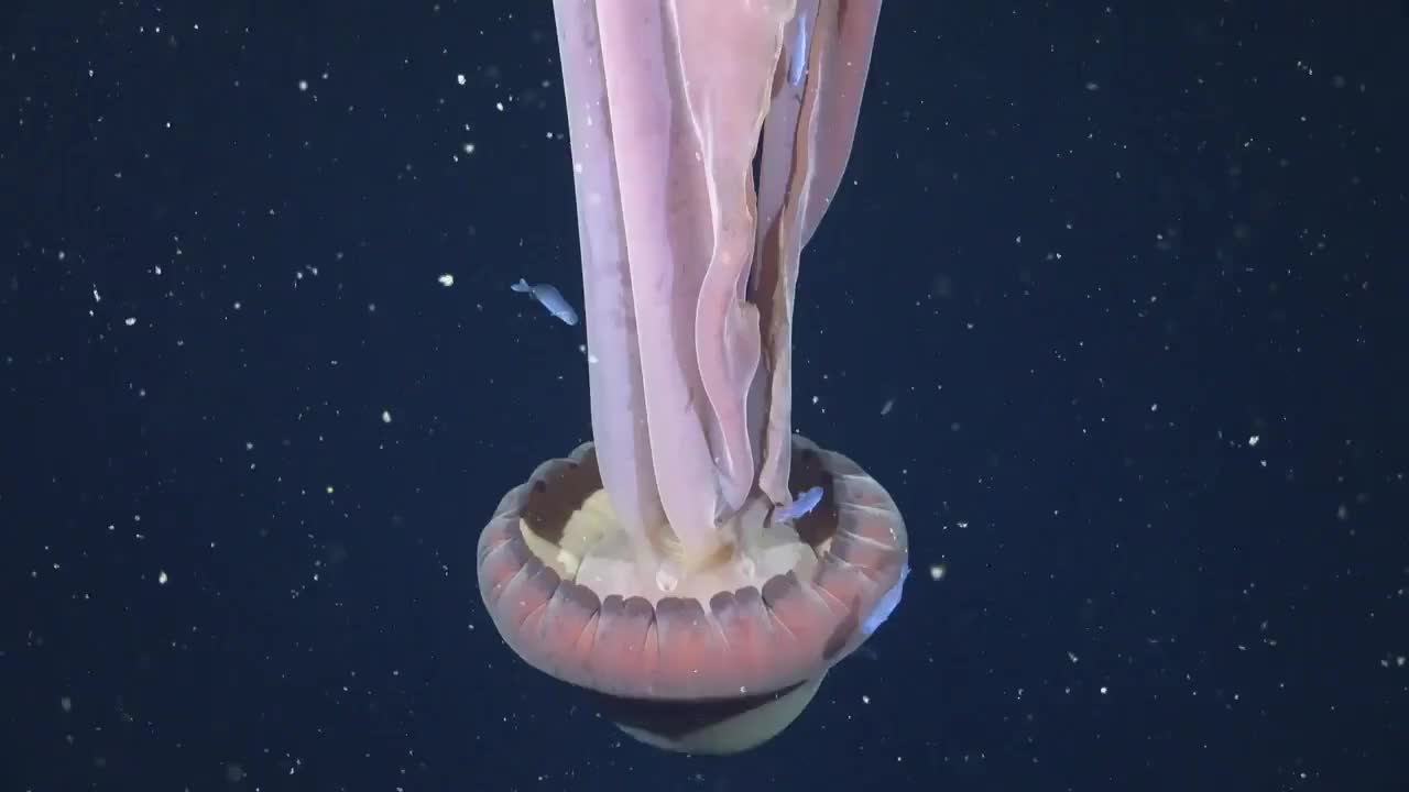 Учёные запечатлели гигантскую фантомную медузу у берегов Аргентины