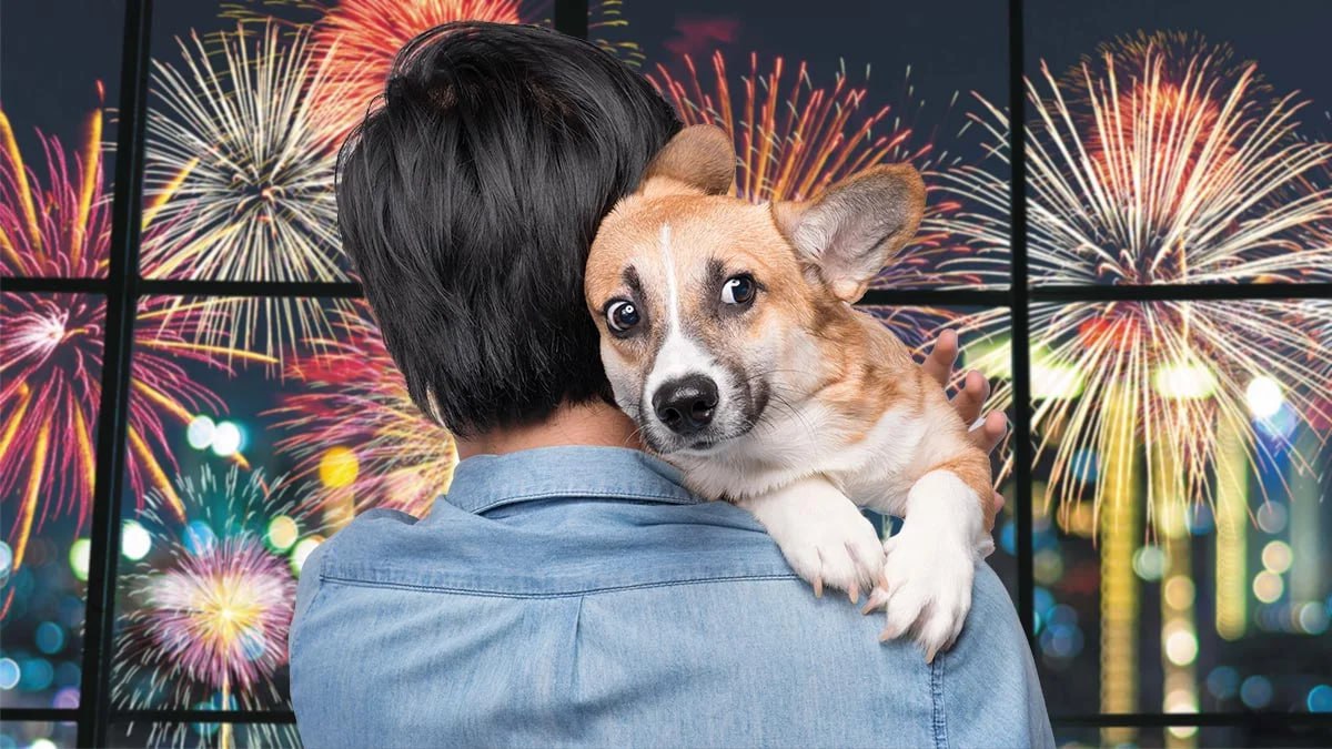 В Молдове могут запретить фейерверки на зимние праздники   Народный адвокат Чеслав Панько и омбудсмен по правам ребёнка Василий Корой обратились к властям с предложением остановить праздничную пиротехнику По их словам фейерверки загрязняют воздух негативно влияют на здоровье людей и причиняют стресс животным как домашним так и диким Омбудсмены считают что пора пересмотреть традицию шумных салютов и сделать зимние праздники более безопасными и экологичными