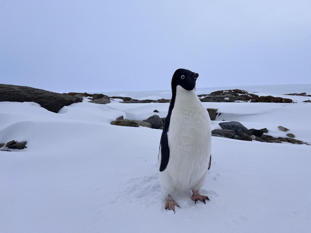 МТС провела связь в важном логистическом центре Антарктиды бухте Тала Цифровая экосистема МТС расширила покрытие телекоммуникационной сети на полярной станции Прогресс Стабильная сотовая связь теперь доступна в районе бухты Тала важном логистическом пункте Российской антарктической экспедиции Проект реализован при поддержке Арктического и антарктического научно исследовательского института Специалисты МТС построили базовую станцию на Прогрессе и организовали радиорелейную линию связи протяженностью 13 км до стоянки судов в бухте Это позволяет обеспечить сигнал на большом расстоянии в местах где сложно проложить оптоволоконный кабель из за особенностей антарктического ландшафта ледников сложного рельефа В результате в месте прибытия судов и грузов появилась стабильная голосовая связь стандарта GSM и мобильный интернет Во время сезонных работ и стоянки в акватории исследователи инженеры смогут звонить и пользоваться передачей данных Связь МТС охватывает не только территорию научной базы и аэродрома Зенит но и ходовые рубки и капитанские мостики научно экспедиционных судов Академика Трешникова и Академика Федорова а также значительную область полуострова Сторнес где ученые проводят сезонные полевые исследования Фото МТС