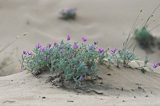 Российские ученые обнаружили в горах Восточного Кавказа в том числе в Дагестане новый вид растений астрагал сердечный названный так из за формы листьев   По оценкам ученых территория его распространения небольшая измеряется несколькими десятками квадратных километров и даже метров Это участки в горах южного Дагестана и северного Азербайджана на высотах от 800 до 1800 метров над уровнем моря  Отмечается что находка нового эндемика может в будущем привести к созданию особо охраняемой природной территории в границах произрастания астрагала