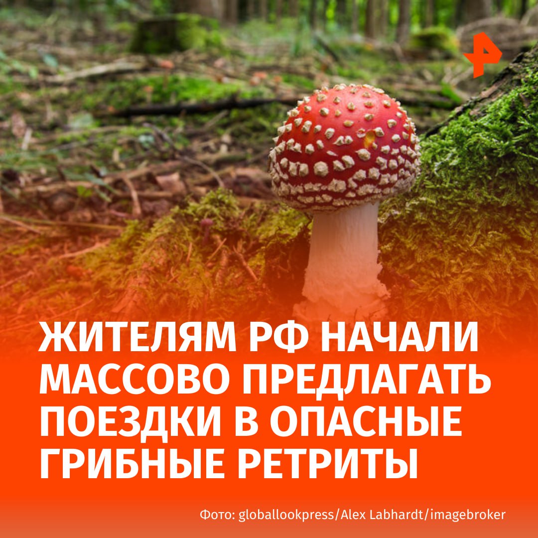 Опасные грибные ретриты набирают популярность в различных субъектах РФ Их участникам предлагают попробовать мухоморы и иные вызывающие галлюцинации вещества Известия выяснили что подобные ретриты организуют в Карелии Крыму Краснодарском крае Тульской и Ленинградской областях а также в Подмосковье Журналисты под видом участников посетили один из грибных ретритов в Московской области Организаторы утверждали что употребление грибов якобы решит сложности со здоровьем деньгами и отношениями Мужчина который представился шаманом Ярославом рассказал какие вещества используются участниками Запрещенных веществ здесь нет Есть мухоморы гриб чага и ежовик гребенчатый эти грибы мы даем людям для здоровья заявил он В 2024 году один из участников подобного ретрита в Сочи погиб от отравления напитком из мухоморов Возбуждено уголовное дело организатор мероприятия полностью признал вину сообщили в региональном управлении СК Подписаться на РЕН ТВ МАХ Отправить новость