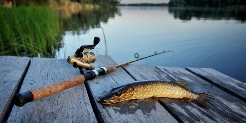 В Беларуси вводятся ограничения на рыбалку: сроки, штрафы и правила  С 20 марта в Беларуси начинают действовать ограничения на любительское рыболовство в связи с нерестом.   В 2025 году ограничения будут действовать в зависимости от региона:    С 20 марта по 18 мая – Брестская и Гомельская области.   С 1 апреля по 30 мая – Гродненская, Минская и Могилевская области.   С 10 апреля по 8 июня – Витебская область.    Рыбачить можно только одной удочкой с одним крючком или спиннингом с одной приманкой  до двух одинарных, двойных или тройных крючков .     Что разрешено, а что запрещено — читайте на сайте  #рыбалка    Подпишись — Минская правда MLYN.by