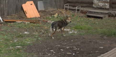 Собаки напали на ребёнка в Чите В Забайкалье возбуждено уголовное дело по факту нападения собак на 4х летнюю девочку Происшествие произошло в 4 м микрорайоне Читы С ранами от укусов ребенок госпитализирован в больницу Следователи устанавливают все обстоятельства произошедшего Допросят должностных лиц администрации Черновского района затребуют необходимые документы Расследование уголовного дела поставлено на контроль руководства регионального следственного управления Следственного комитета Также проверку по факту нападения проводит прокуратура Известно что специалисты подрядной организацией Пять звезд отловили напавших на ребенка животных