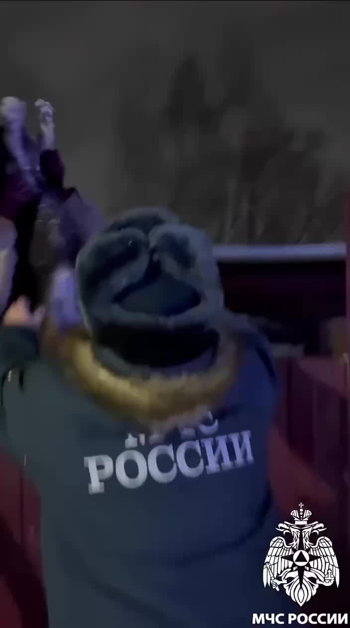 В Кемерове спасены 17 собак из горящего дома