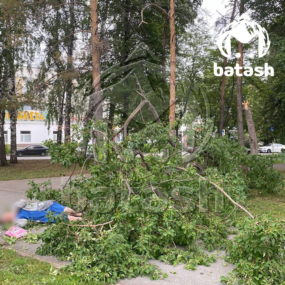 Дерево упало на уфимку на Округа Галле. Предварительно, обошлось без тяжёлых травм — женщина сама вызвала скорую и сейчас в больнице. Местные думают, что дерево рухнуло из-за ночного урагана.