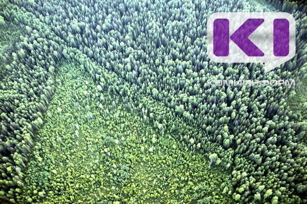 В Коми площадь лесовосстановления и лесоразведения превышает площадь вырубленных и погибших лесов   komiinform ru news 289786