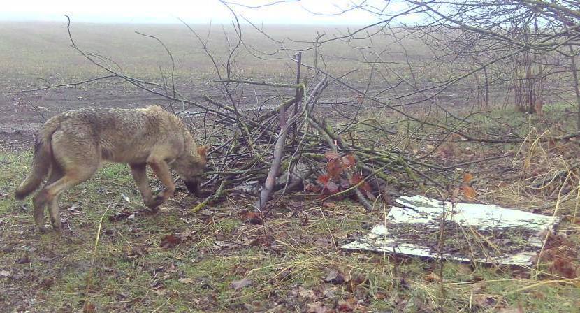 В Кущевском районе заметили волков.   В общедоступных охотничьих угодьях Кущевского района запечатлели волков. Фотографиями диких животных  поделились сотрудники «Краснодаркрайохоты».