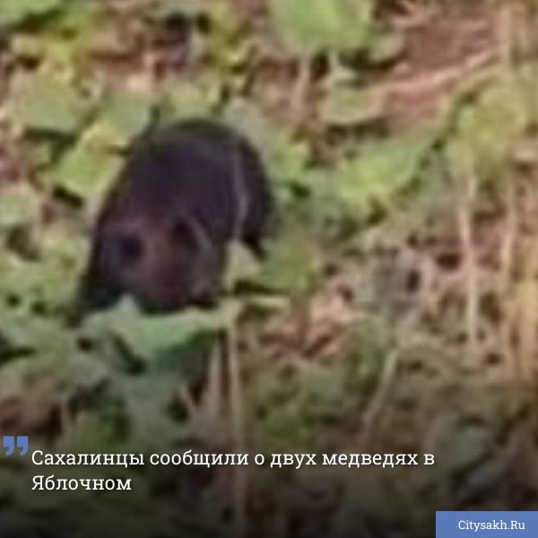 Два медведя попозировали сегодня жителям Яблочного в Холмском районе. Одного сфотографировали на сопке рядом с населенным пунктом. Второй - мирно прогуливался по распадку рядом с дорогой, вынюхивая вкусные корешки. ВИДЕО
