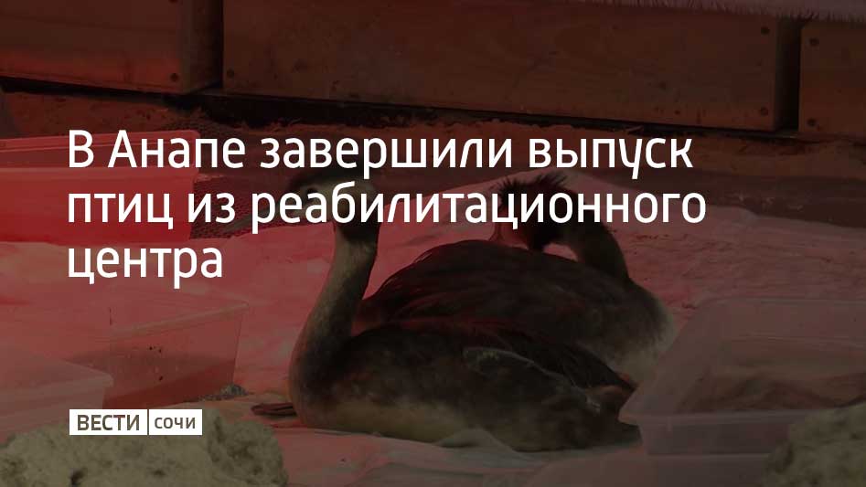 Птиц выпустили в дикую природу из реабилитационного центра, приостановившего работу. Сейчас в центре остались несколько птиц, получивших травмы. Они оправились от отравления мазутом, однако в дикой природе таким птицам не выжить. Сейчас в центре решают, куда их передать дальше. "Все чомги, готовые к жизни на воле, уже на свободе. Остались только птицы с неизлечимыми травмами. Чайка-помощница и чомги с поврежденными конечностями хорошо адаптировались: сами едят, плавают, но в дикой природе не выжить не смогут. Они получают курс поддерживающей терапии", – рассказала ветеринарный врач центра помощи птицам Елена Артамонцева. Как писали ранее "Вести Сочи", центр решили законсервировать из-за того, что специалисты не прогнозируют резкого увеличения количества испачкавшихся в мазуте птиц, и одного центра в Витязево при существующей нагрузке будет достаточно.