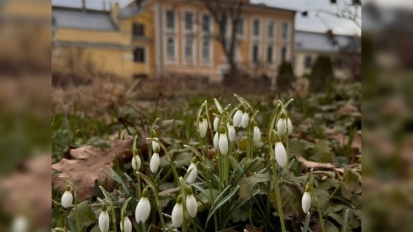 В Петербурге в Ботаническом саду Петра Великого появились первые цветы  Хотя в Петербурге местами еще лежит снег, а реки и каналы еще схвачены льдом, в Ботаническом саду Петра Великого уже можно любоваться на первоцветы. Самые-самые первые из них появились возле здания музея, на так называемом участке однодольных.   Так что уже радуют глаз некоторые виды пролески, крокус желтый, весенник зимний, подснежник белоснежный и другие растения.