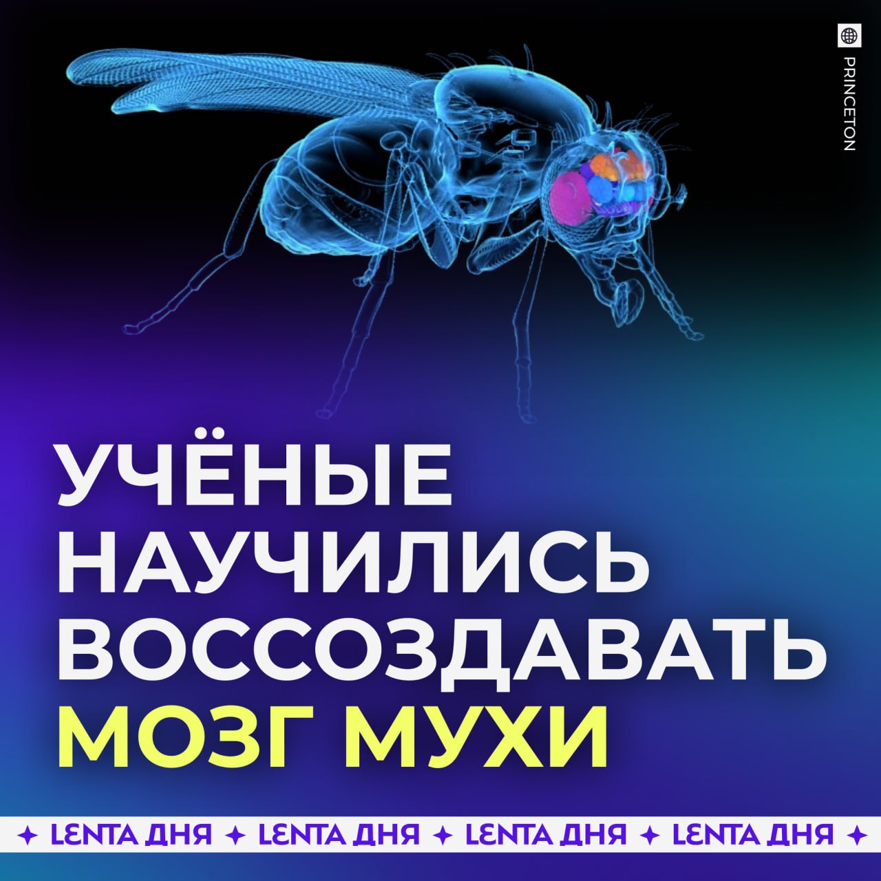 На Земле появилась первая бессмертная муха.  Учёные из Принстонского университета реконструировали мозг плодовой мушки — это первый случай создания полноценного столь сложного организма. Его можно не только изучать, но и воспроизводить.  ДНК дрозофилов на 60% совпадает с человеческим. Они могут пьянеть, стареть, петь серенады и даже не спать из-за кофе.  Учёные надеются, что эти данные помогут в создании новых поколений искусственного интеллекта и углубят понимание работы мозга    — ничего себе, это мы искусственных мух сможем создавать?   — если это поможет бороться с болезнями, я за