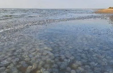 Медуз в Азовском море будут вылавливать для переработки и утилизации В 2026 году в Азовском море стартует эксперимент по промышленному вылову медуз Об этом рассказал глава Росрыболовства Илья Шестаков сообщает ТАСС Пилотный проект по отлову с использованием специальных орудий начнётся уже в июле этого года в курортных зонах и продлится до осени Его цель оценить эффективность технологий для контроля популяции которая по оценкам учёных достигает около 1 миллиона тонн Часть выловленных медуз планируется направлять на переработку для производства желатина коллагена или пищевых продуктов Остальные будут утилизированы для снижения экологической нагрузки на море Инициатива связана с возросшей солёностью Азовского моря которая привела к резкому увеличению числа медуз Это создаёт проблемы для рыболовства и курортного бизнеса К 2030 году Минобрнауки и Росрыболовство должны представить правительству комплексные предложения по добыче и переработке этих организмов Подпишись на 1Rnd в МАХ Написать в редакцию