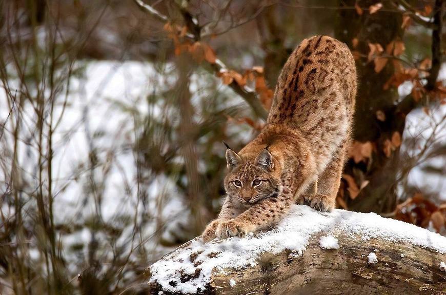 Рыси в Подмосковье нападают на домашних кошек из за нехватки пропитания Популяция этих хищников в регионе выросла более чем в два раза до 80 особей Им не достает пищи поэтому они все чаще приближаются к людям и охотятся на домашних животных которых оставляют без присмотра