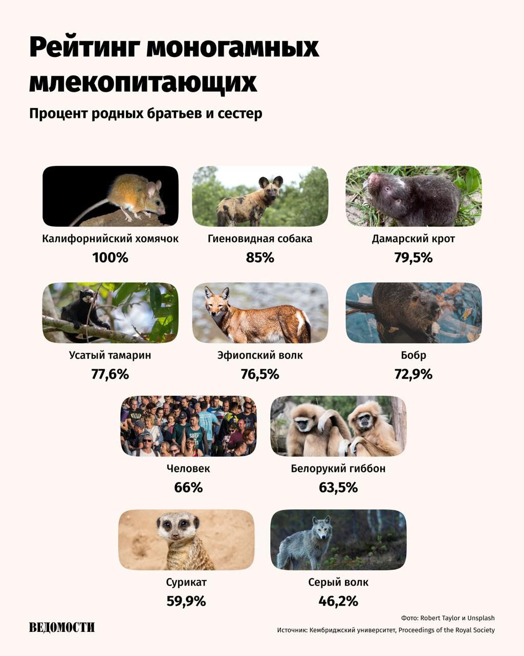 Люди оказались седьмыми в списке самых моногамных млекопитающих Таковы данные исследования Кембриджского университета опубликованного в журнале Proceedings of the Royal Society В исследовании были применены данные более 100 человеческих популяций и по 34 видам млекопитающих Ученые высчитывали степень моногамности с помощью количества доли полнокровных братьев и сестер в популяциях В исследованиях человечества показатель менялся от 26 у населения территории современной Великобритании эпохи неолита до 100 у популяции той же эпохи на севере современной Франции В среднем человеческая популяция показала результат в 66 Telegram Max