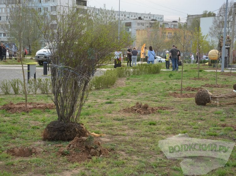 В Волжском появилось почти 5 тысяч новых растений  В Волжском продолжают высаживать зеленые насаждения – улицы города уже украсили почти 5 тысяч растений. Как сообщили Волжский.ру в городской администрации, только силами комбината благоустройства высадили 1788 деревьев и 302 кустарника. Из них 1038 деревьев появились на проспекте им. Ленина, 80 саженцев – на улице Александрова, 46 – на улице Свердлова. Выбирали преимущественно саженцы тополя Болле, вяза, липы и клена. Ещё 282 растения высадили представители МАУ «Современные городские технологии». Только на новой аллее в парке «Волжский» 118 лип, каштанов и акаций. Большую работу по озеленению проводят волжские школы, детские сады, учреждения культуры и спорта, крупные предприятия.   Подробнее на Волжский.ру: