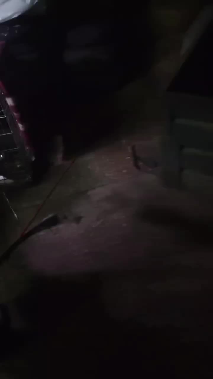 В Полтаве владельца собаки, укусившей полицейских, отправили под домашний арест